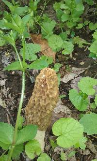 Morchella americana image