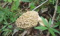 Morchella americana image