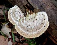 Trametes gibbosa image
