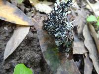 Hypogymnia imshaugii image