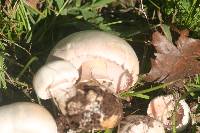 Agaricus arvensis image