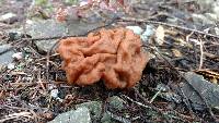 Gyromitra montana image