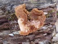 Gyromitra korfii image