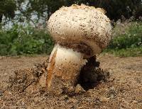 Agaricus texensis image