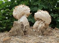 Agaricus texensis image