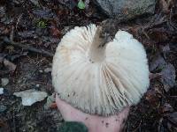 Megacollybia rodmanii image