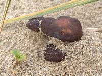 Psathyrella ammophila image