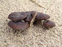 Psathyrella ammophila image