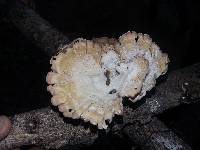 Cymatoderma caperatum image