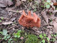 Gyromitra brunnea image