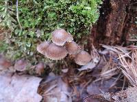 Mycena stipata image