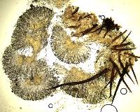 Scutellinia crinita image