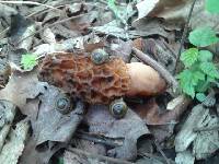 Morchella americana image