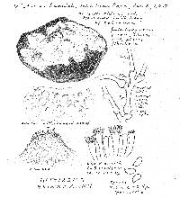 Sistotrema brinkmannii image