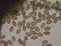 Melanospora lagenaria image