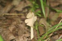 Helvella elastica image