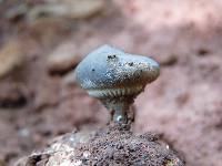 Geastrum pectinatum image