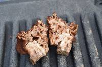 Gyromitra korfii image