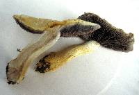 Stropharia hardii image