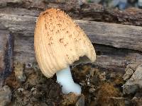 Coprinellus radians image