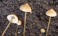 Mycena metata image