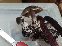 Cortinarius substriatus image