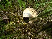 Russula cerolens image