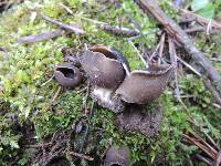 Helvella leucomelaena image