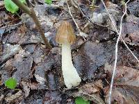 Morchella punctipes image