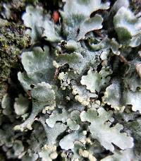 Parmotrema reticulatum image