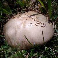 Agaricus bitorquis image