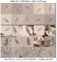 Arthopyrenia platypyrenia image