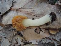 Morchella punctipes image