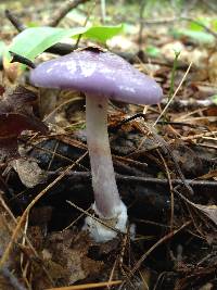 Cortinarius iodes image