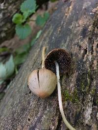 Psathyrella bipellis image