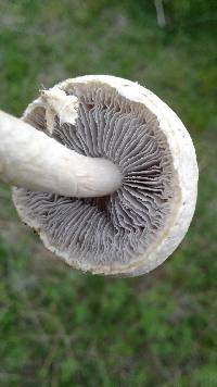 Stropharia melanosperma image