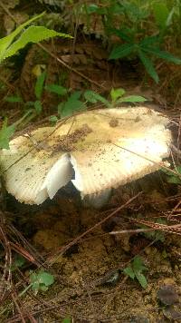 Russula odorata image