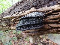 Phellinus igniarius image