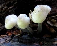 Mycena niveipes image