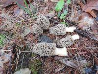 Morchella prava image