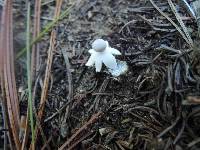 Geastrum quadrifidum image