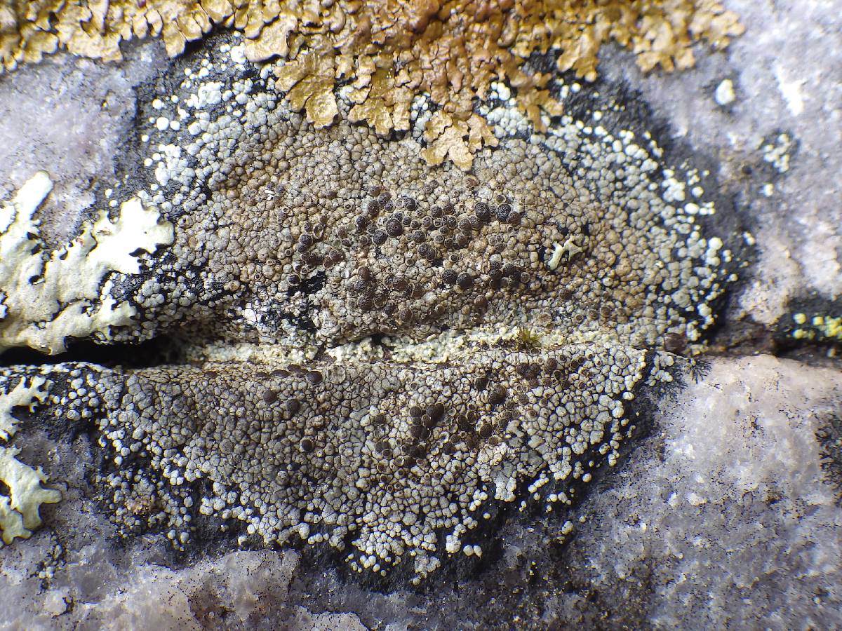 Rinodina atrocinerea image
