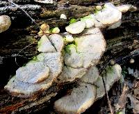 Trametes pubescens image