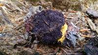 Nectriopsis violacea image