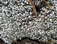 Cladonia apodocarpa image