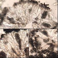 Diplotomma chlorophaeum image