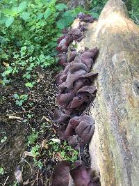 Auricularia angiospermarum image