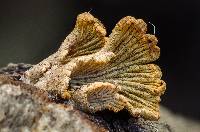 Schizophyllum umbrinum image