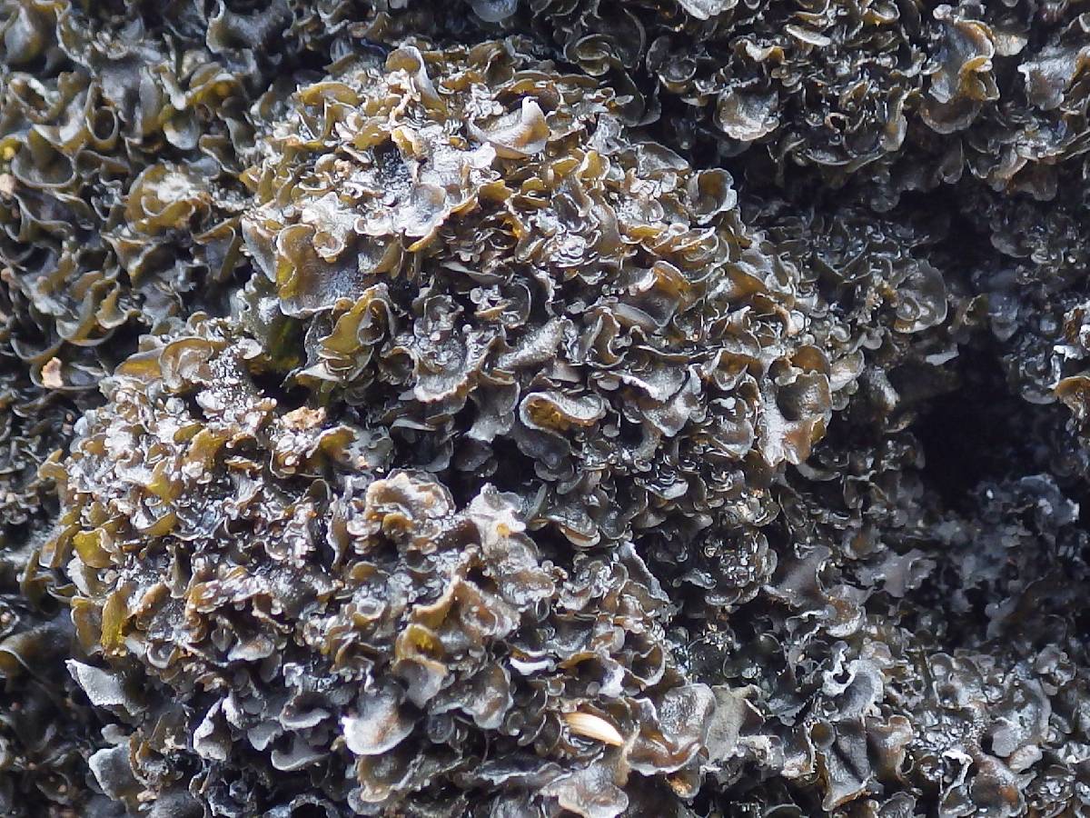Blennothallia crispa image