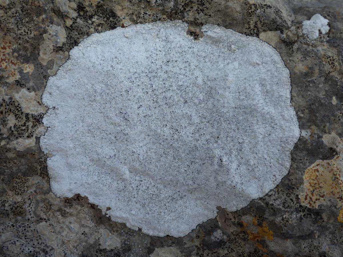 Aspicilia calcarea image